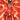 Cover of DC Comics Absolute Superman #4 third printing comic book featuring Superman in a heroic pose.