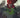 Spawn Scorched #31 Cvr B Tonton Revolver Var