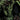 Saga of the Swamp Thing TP Book 05 - State of Comics