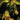 Batman & Robin Year One Dynamic Duos #5 (Of 12) Cvr B Sebastian Fiumara Card Stock Var comic book cover