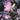 Magic the Gathering Untold Stories-Liliana #1 Cvr A Nataliia Rerekina