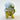 BCmini Mush Spirit Blind Box featuring a colorful, collectible mushroom-themed toy inside a sealed box.