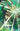 Absolute Green Lantern #12 Cvr C Haining Card Stock Var