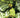 Absolute Green Lantern #13 Cvr C Karl Kerschl Card Stock Var