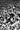 Darkness #6 Cvr D Inc 1:50 Valerio Giangiordano B&W Var