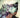Absolute Catwoman #2 of 6 CVR C Mirka Andolfo Card Stock Var