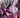 Mirka Andolfos Sweet Paprika Black White & Pink Halloween Special #1 (Of 2) Cvr E Inc 1:50 Filippo Curzi Yum Var