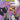 Pokemon Scarlet & Violet TP Vol 06