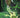 Absolute Green Lantern #20 Cvr C Aka Card Stock Var