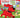 Clifford the Big Red Dog: The Big Island Race - State of Comics