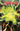 Godzilla Kai-Sei Era comic book cover A by Prasetya, published by IDW Publishing, featuring Godzilla illustration on the cover.