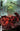 The Horror of Godzilla Kai-Sei Era #3 Cvr A Jones