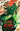 Teenage Mutant Ninja Turtles the Last Ronin - Training Day Variant Ri 25 Meyers