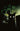 Stuff of Nightmares the Cat in the Coffin #1 Cvr C Homage Variant Dressed Gorham