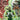 Power Rangers Green #2 Cvr H 1:50 Incv Variant Full Art Smith