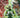 Power Rangers Green #2 Cvr H 1:50 Incv Variant Full Art Smith