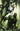 Swamp Thing Is Killing the Children #1 Cvr N 1:200 Incv Full Art Dell'otto