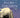 Something is Killing the Children Vol. 8