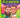 The Kelce Brothers a Who Hq Illustrated Biography
