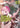 Girls Zombie Party Vol 3 graphic novel for girls from Seven Seas Entertainment, featuring vibrant zombie-themed manga artwork.
