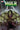 Incredible Hulk #15 Rod Reis Var
