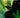 MarijuanaMan HC - State of Comics