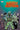 Star Wars Bounty Hunters #18 Marvel back issue comic book featuring Wobh character with colorful cover art.