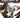 Captain America First Avenger Hero Icon Hc (C: 0-1-1) (04/13/2022) - State of Comics